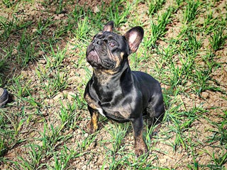 French Bulldog dogs in Prestonpans - Advert 5