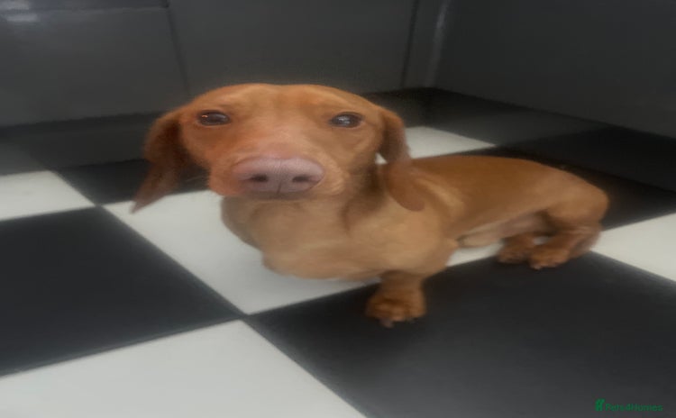 Miniature Dachshund dogs - Advert 1