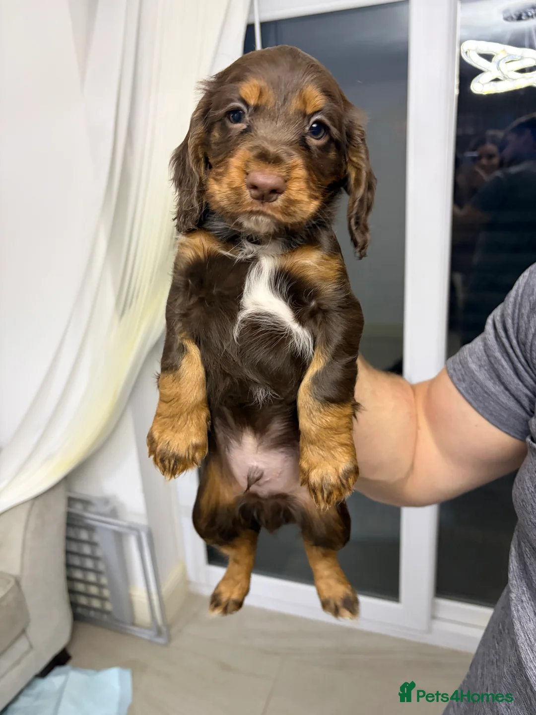 Cocker Spaniel dogs for sale: Beautiful working cocker spaniel pups  - Advert 17