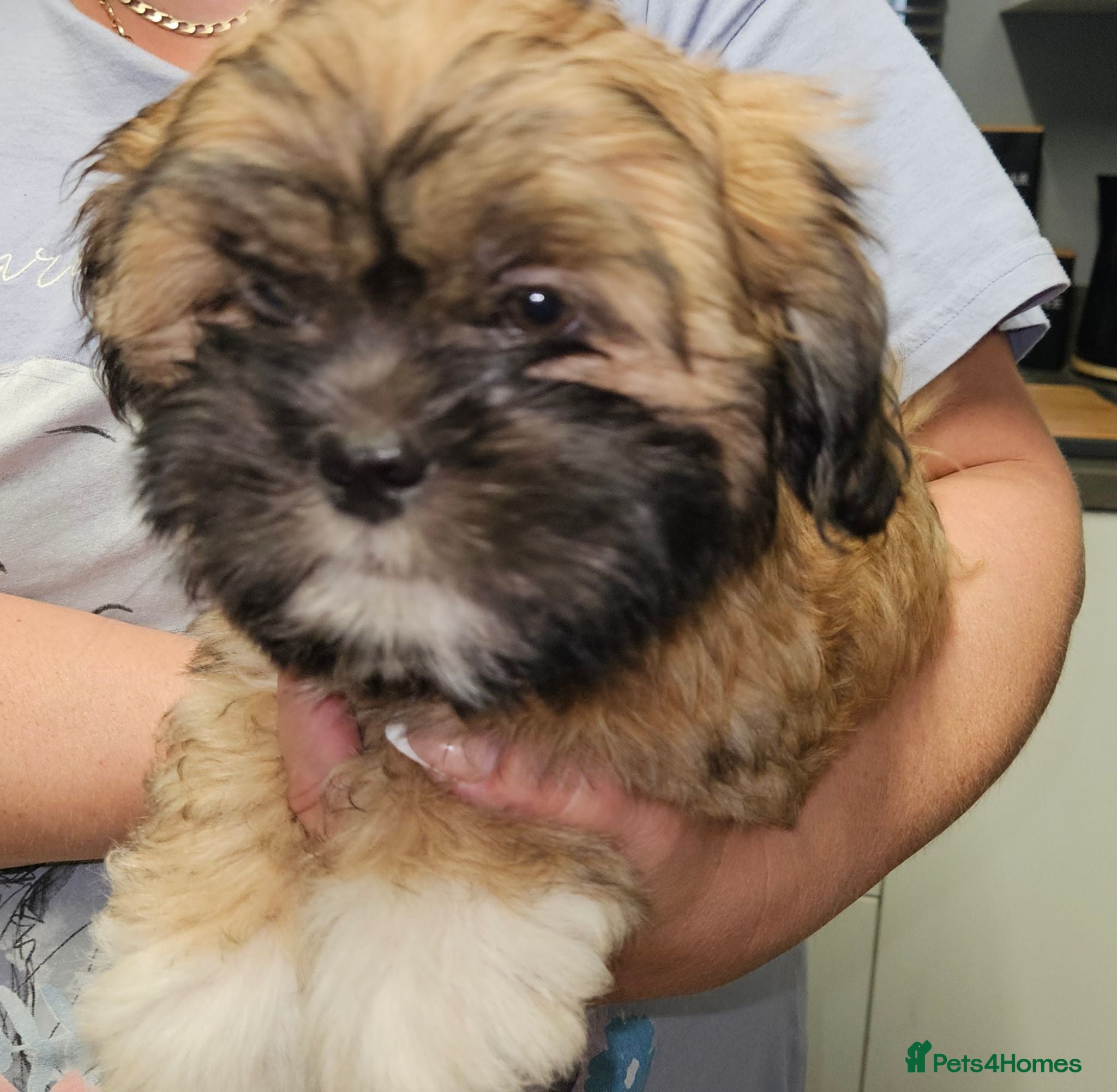 Lhasa Apso dogs Look 👀 stunning Lhasa Apso puppies. - Advert 13