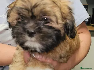 Lhasa Apso dogs Look 👀 stunning Lhasa Apso puppies. - Advert 1