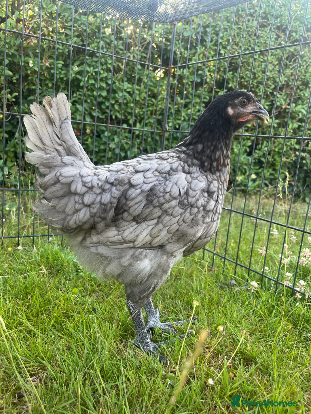 Chickens poultry for sale: POL Hybrids Chicken Ready to Lay - Advert 2