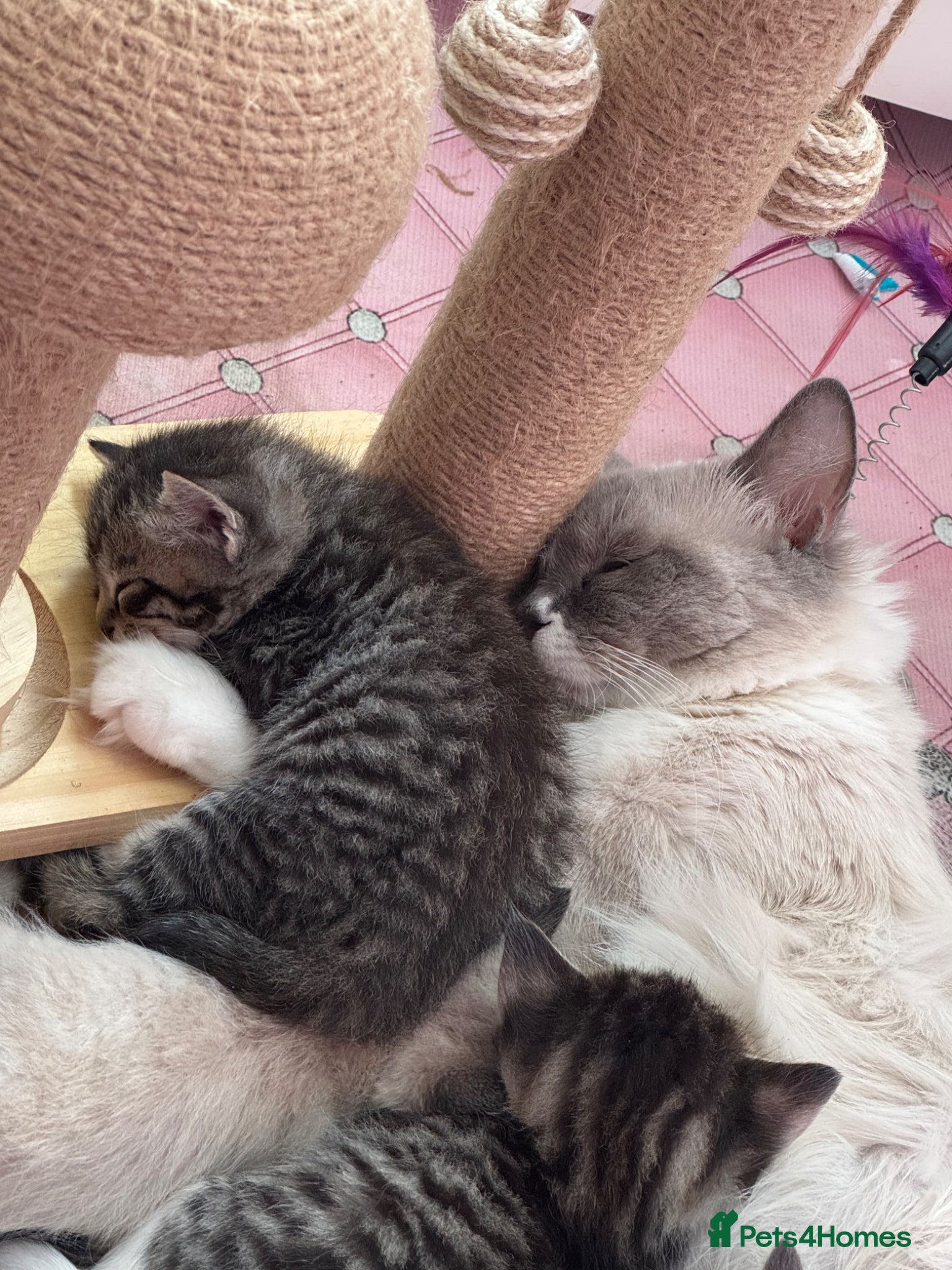 Mixed Breed cats Ragdoll mix  - Advert 2