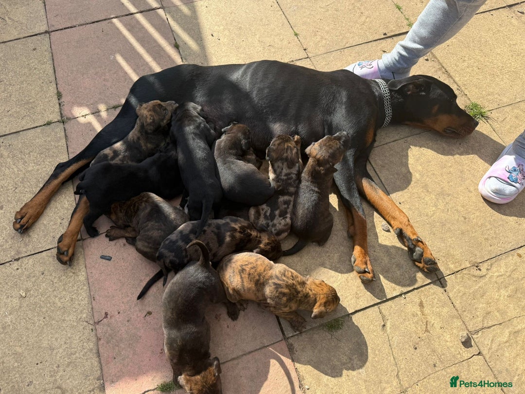 Mixed Breed dogs for sale: Outstanding quality litter of twelve pups - Image 3