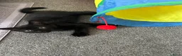 Mixed Breed cats for sale: Adorable kittens in Enfield - Advert 15