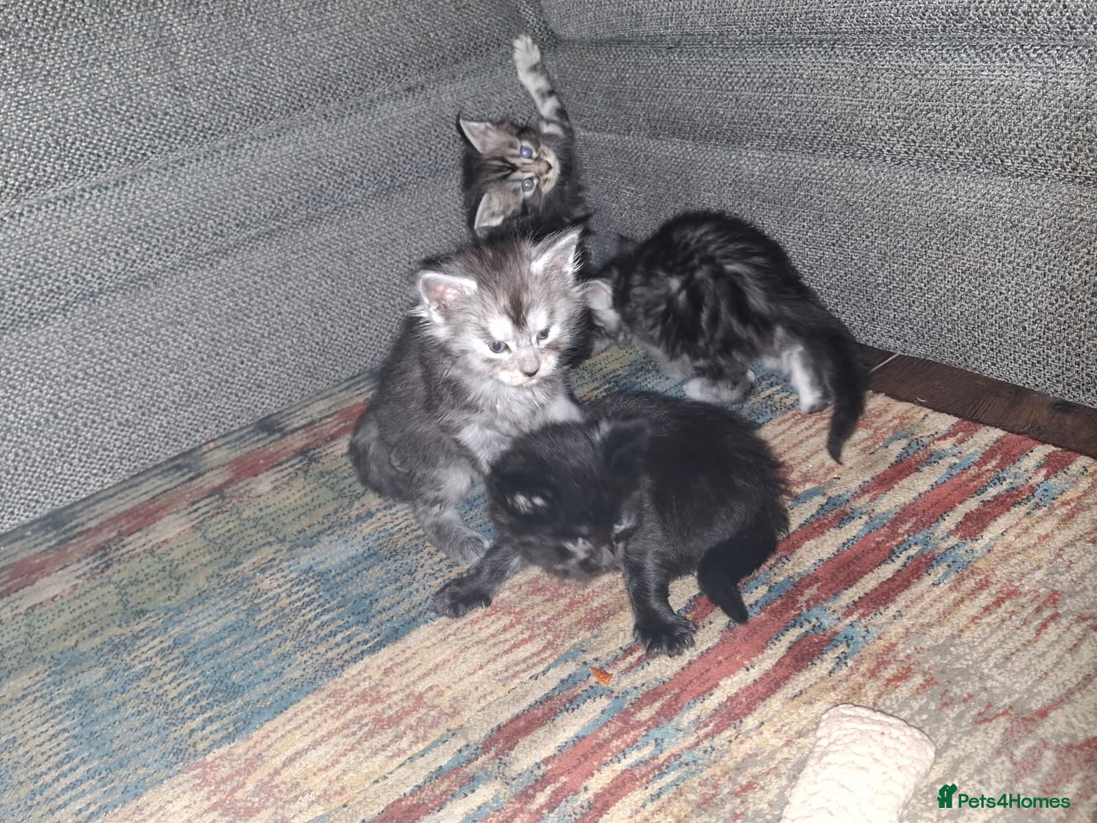 Maine Coon cats 6 Beautiful main coon kittens - Advert 1