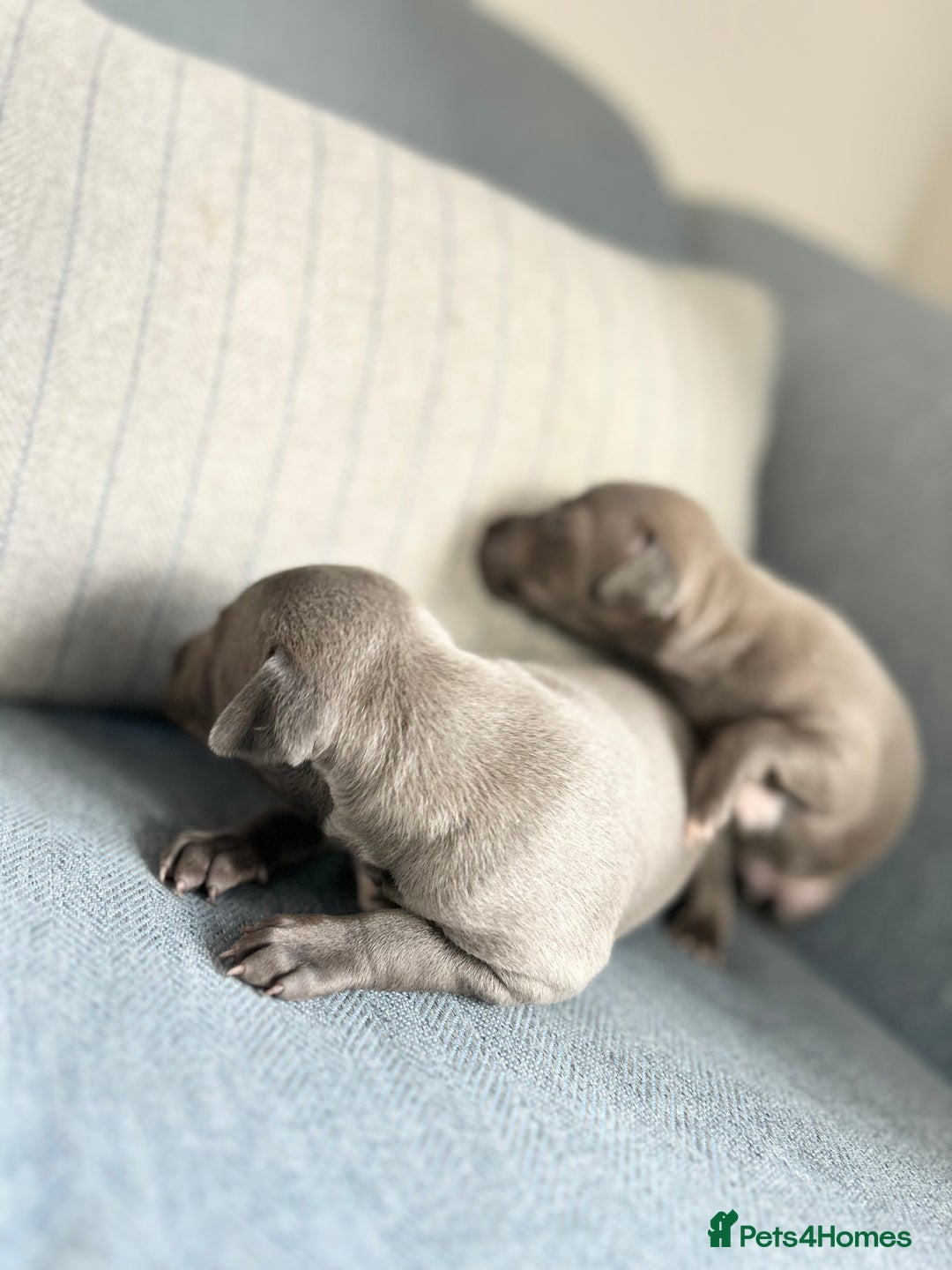 Italian Greyhound dogs for sale: 🐾Exceptional litter of KC Italian Greyhounds 🐾 - Advert 10