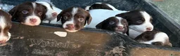 English Springer Spaniel dogs for sale: English Springer Spaniel Puppies - Advert 18