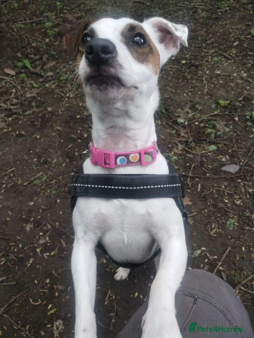 Jack Russell dogs for adoption: Patty - Advert 2