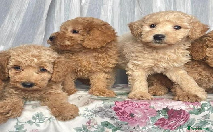 Cavapoo dogs - Advert 5