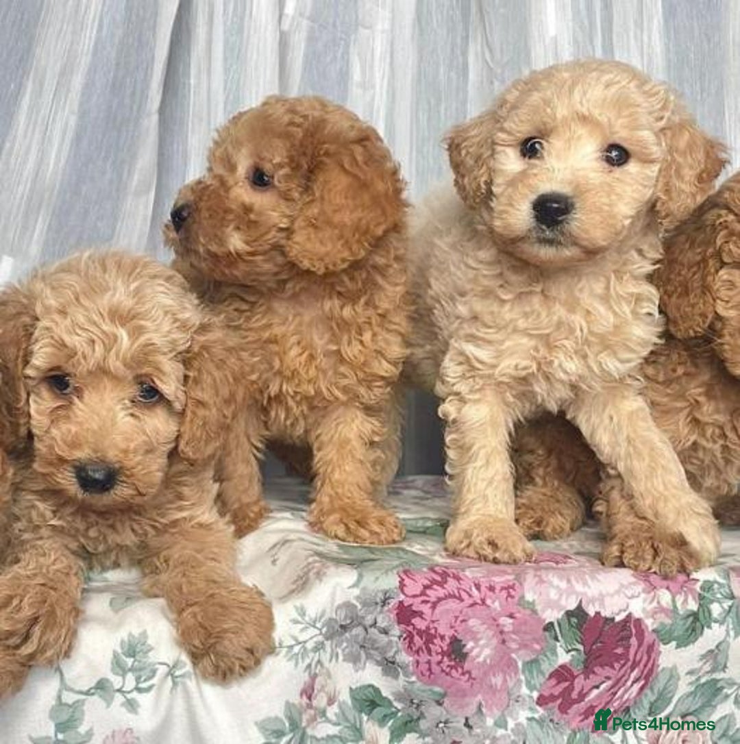 Cavapoo dogs for sale: Fully health tested Cavapoo puppies  - Image 1