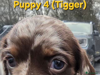 Miniature Dachshund dogs Gorgeous chocolate dapple miniature dachshunds - Advert 11