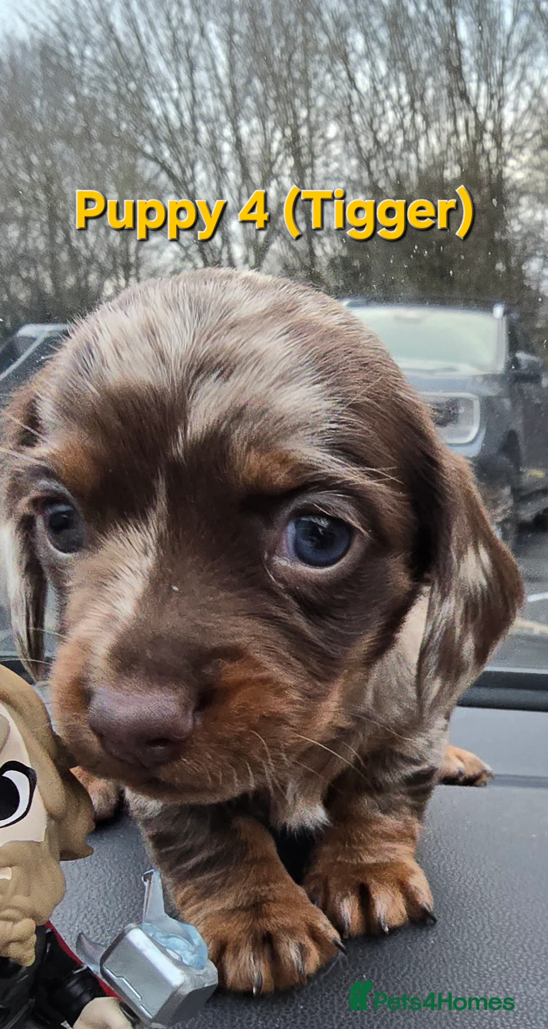Miniature Dachshund dogs for sale: READY NOW 1 female dapple mini dachshund - Advert 13
