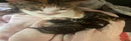 Mixed Breed cats for sale: Kittens for sale  in Pontypridd - Advert 2