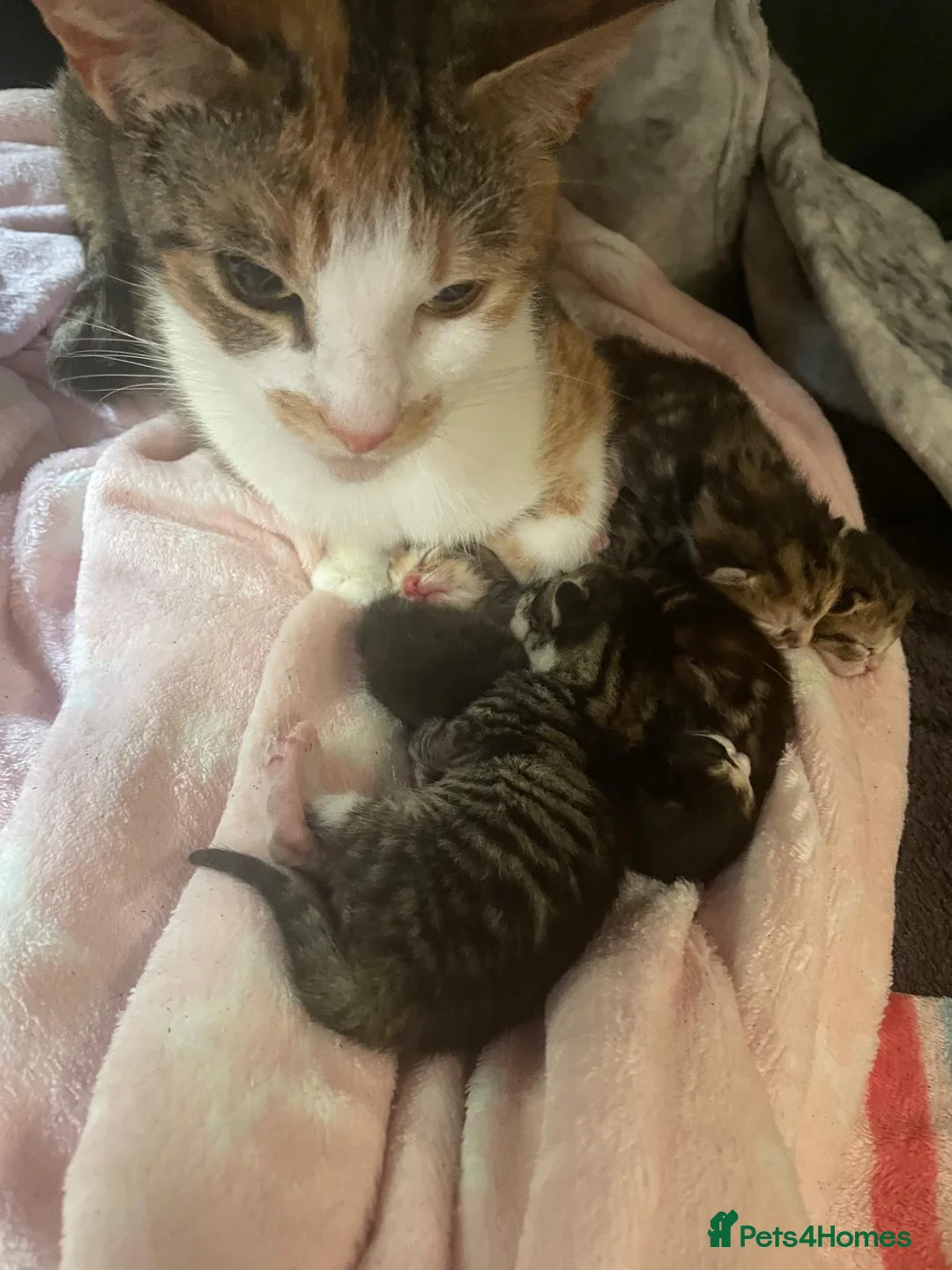Mixed Breed cats for sale: Kittens for sale  in Pontypridd - Advert 2
