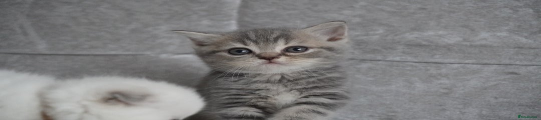 Scottish Fold Kitten 1