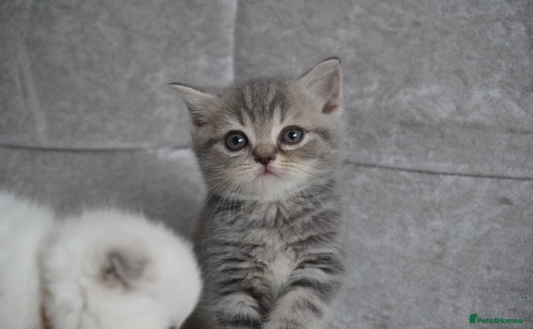 Scottish Fold cats - Advert 2