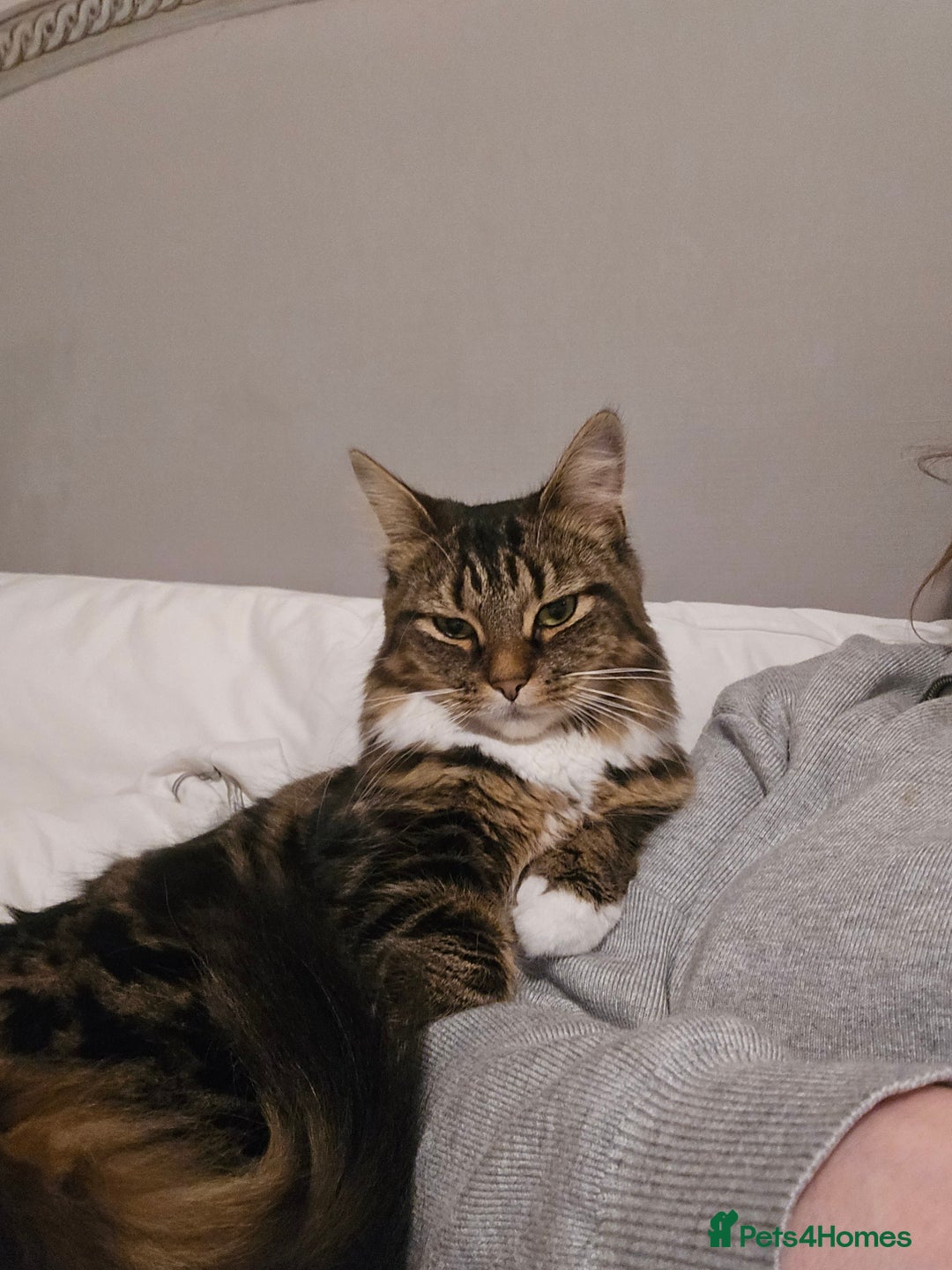 Mixed Breed cats for sale: Stunning long haired brown tabby - Advert 5