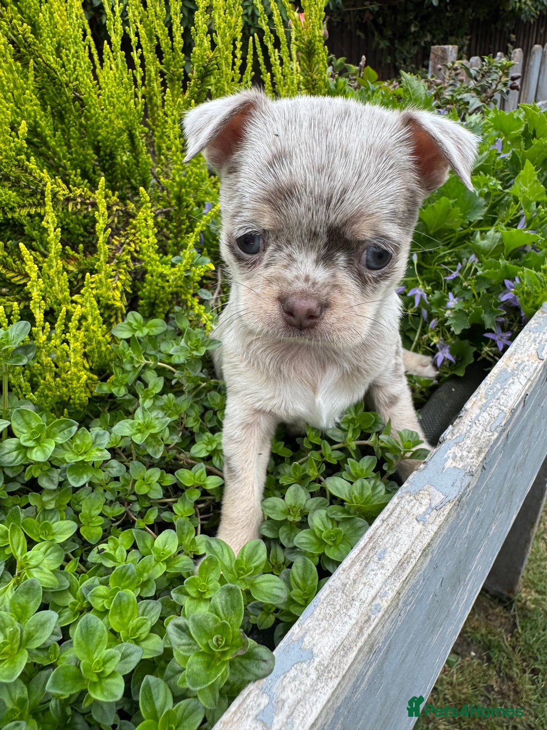 Chihuahua dogs for sale: Long coat KC reg girl READY NOW - Image 18