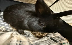 Dwarf Lop rabbits for sale: Dwarf Rabbits  - Image 2