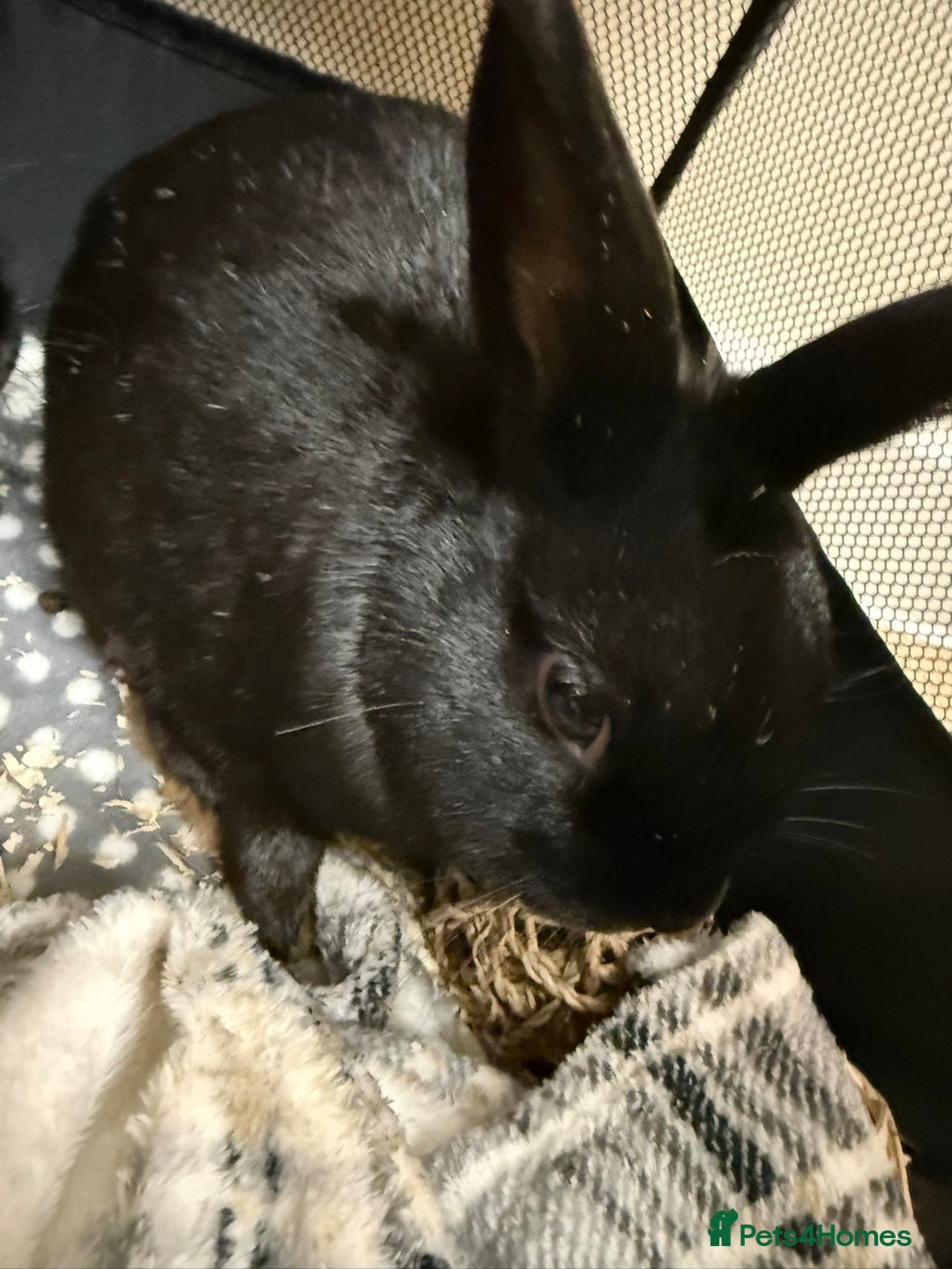 Dwarf Lop rabbits for sale: Dwarf Rabbits  - Image 2