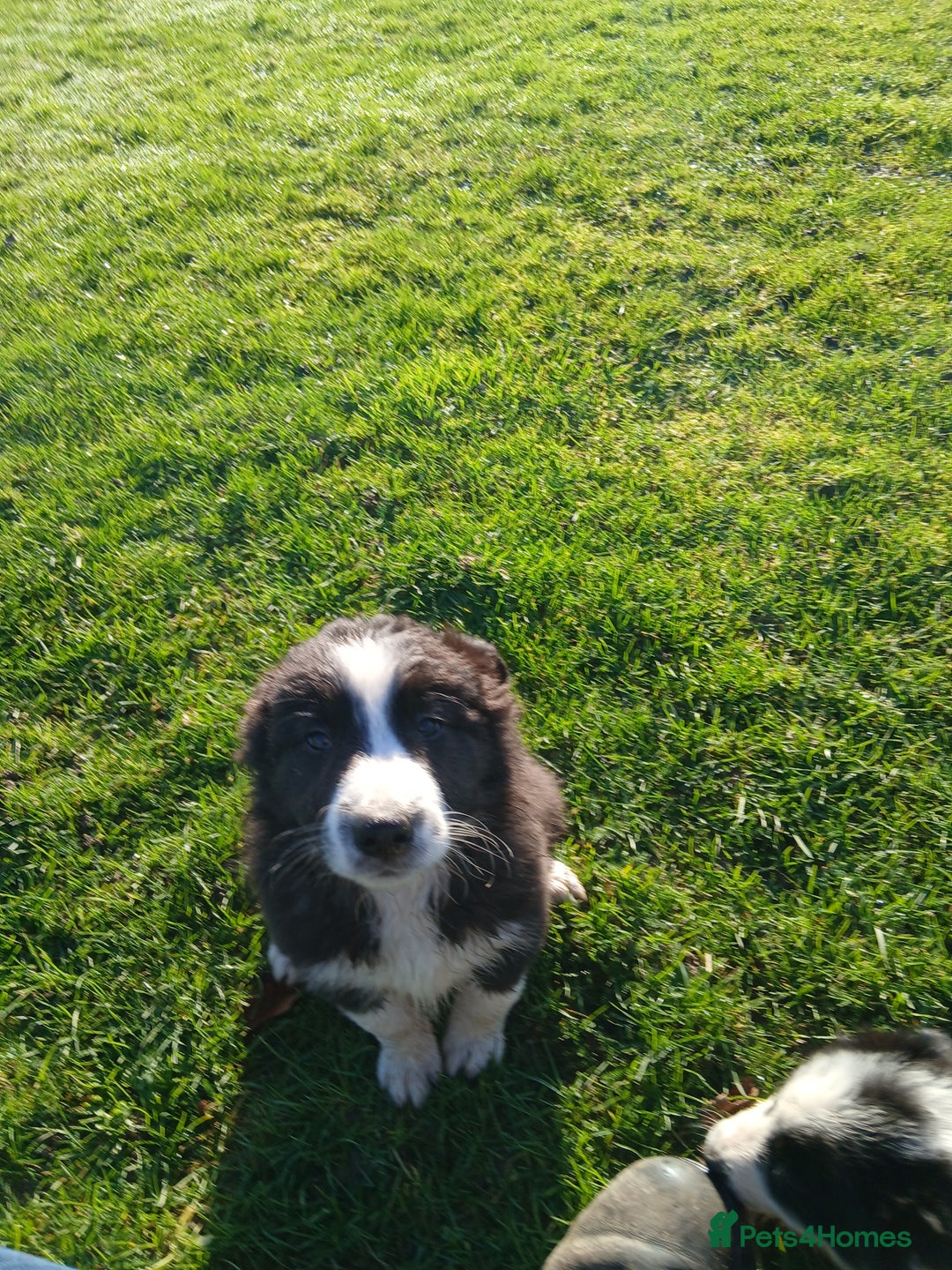 Border Collie dogs for sale: Long coated traditional border collie pups - Advert 24