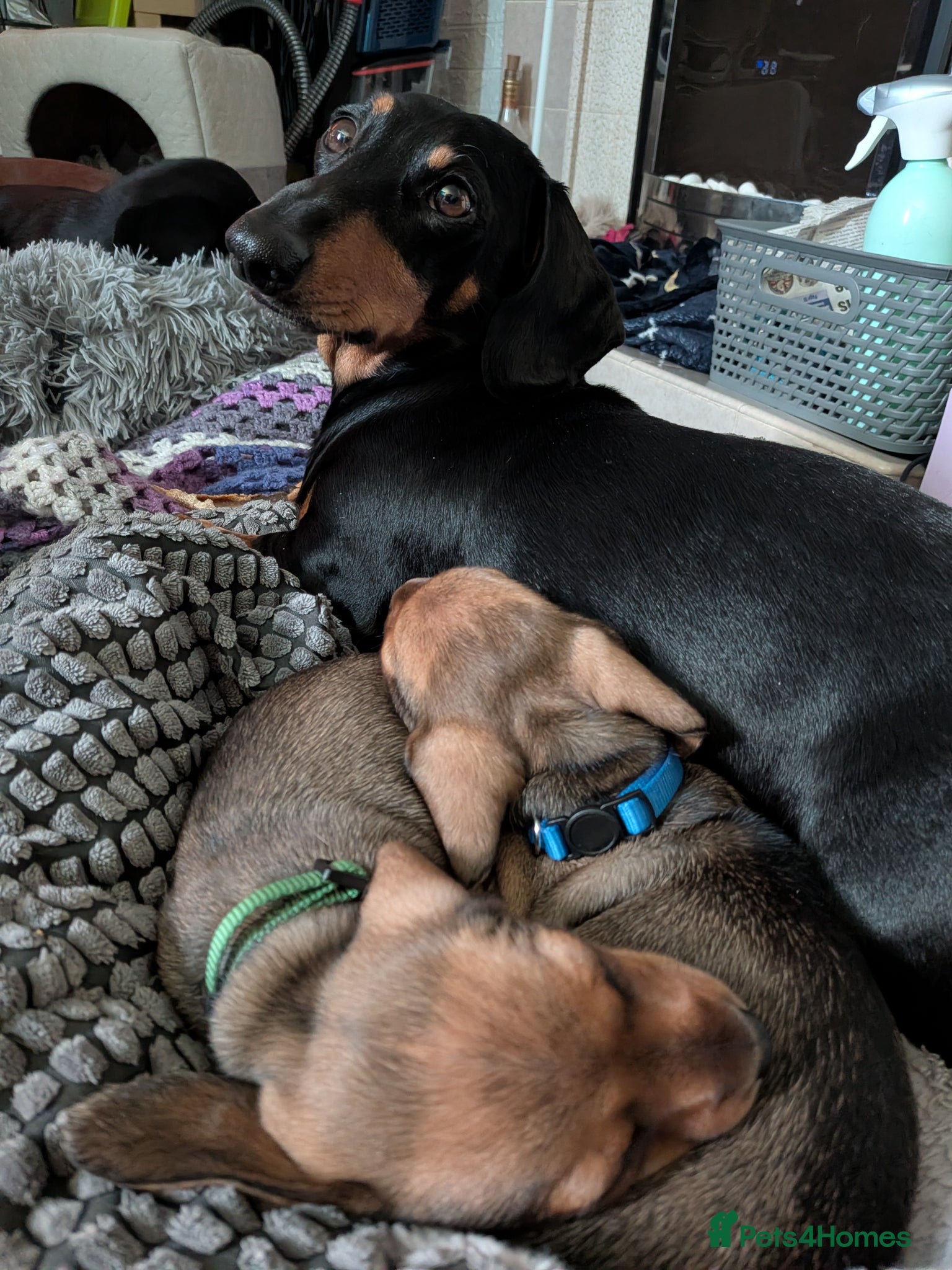 Miniature Dachshund dogs for sale: Mini Smooth Dachshund - Shaded Red Boy  x 2 - Advert 5