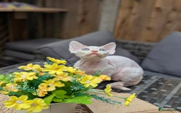 Devon Rex cats for sale: ✨Blue eyed, blue Torrie angel available now✨ - Image 4