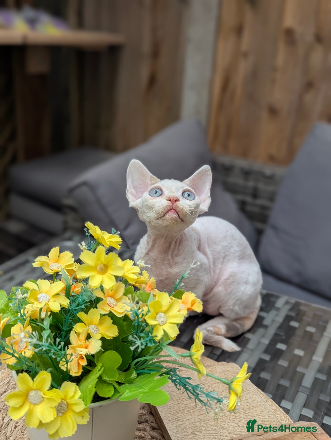 Devon Rex cats for sale: ✨Blue eyed, blue Torrie angel available now✨ - Image 4