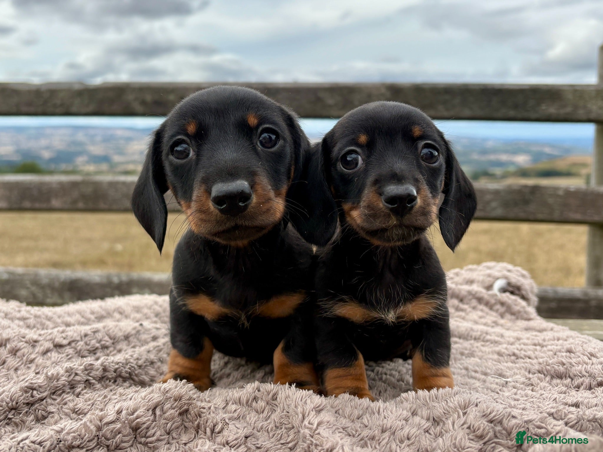 Miniature Dachshund dogs Adorable Miniature Dachshund Puppies - Advert 1