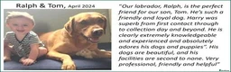 Labrador Retriever dogs for sale: Stunning Red Fox Labs-Health checked, KC Reg, FTCH - Advert 15