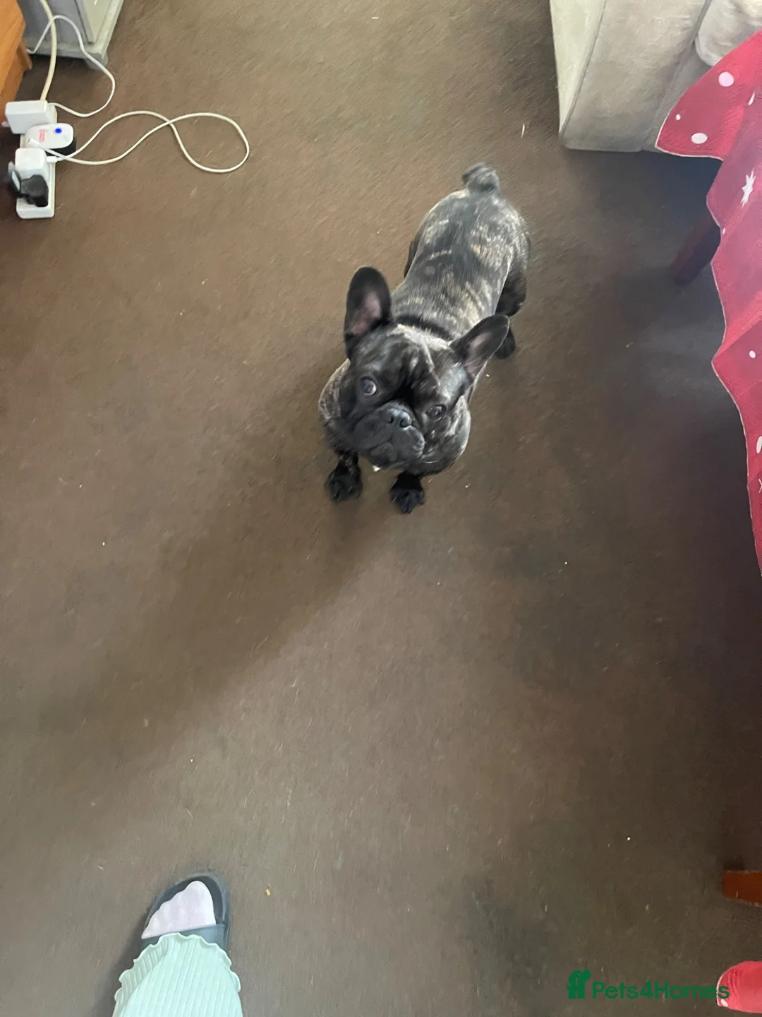 French Bulldog dogs for sale: French bulldog male  in Middlesbrough - Advert 2