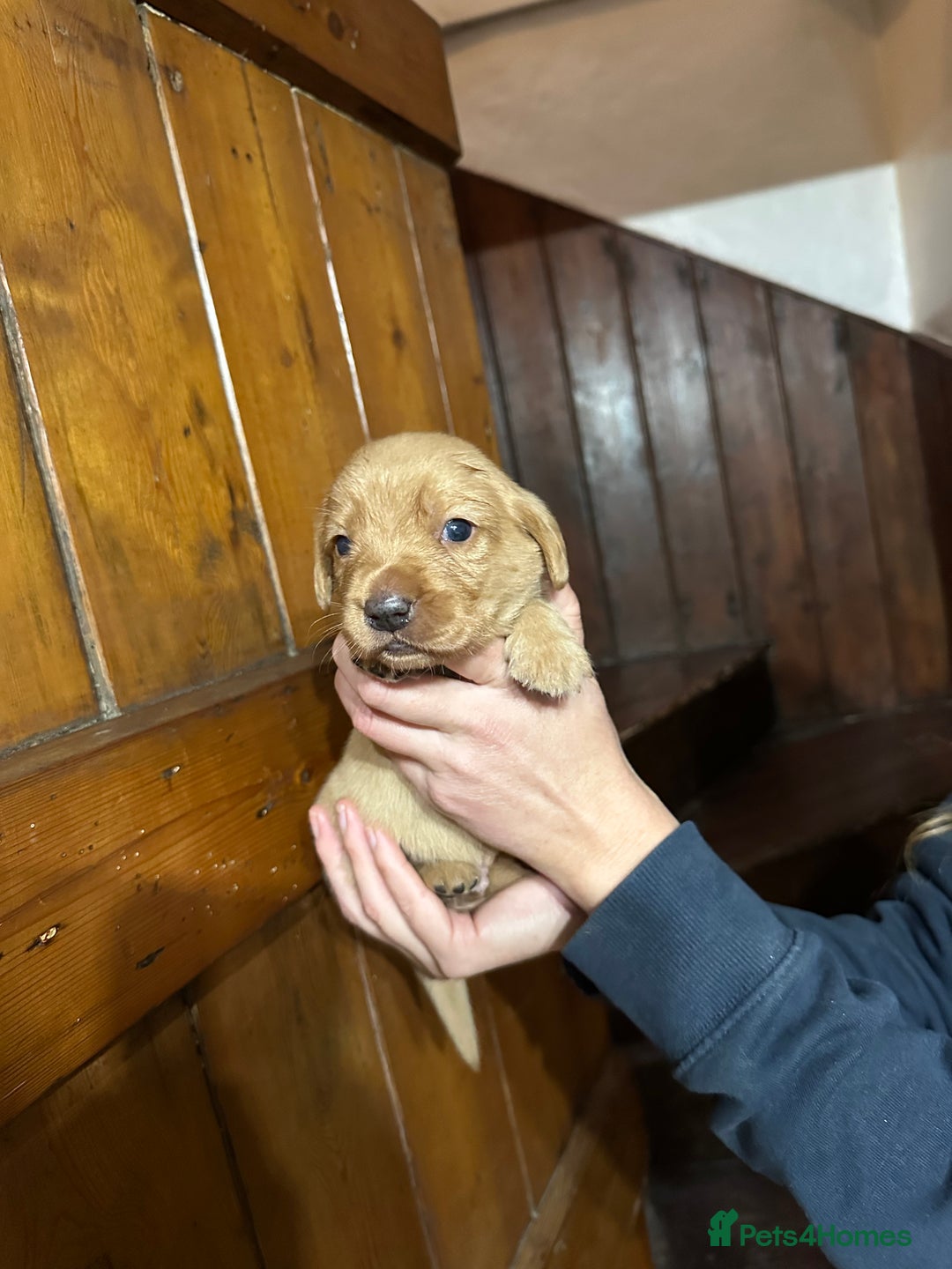 Mixed Breed dogs for sale: Dashador Puppies for sale  - Advert 3