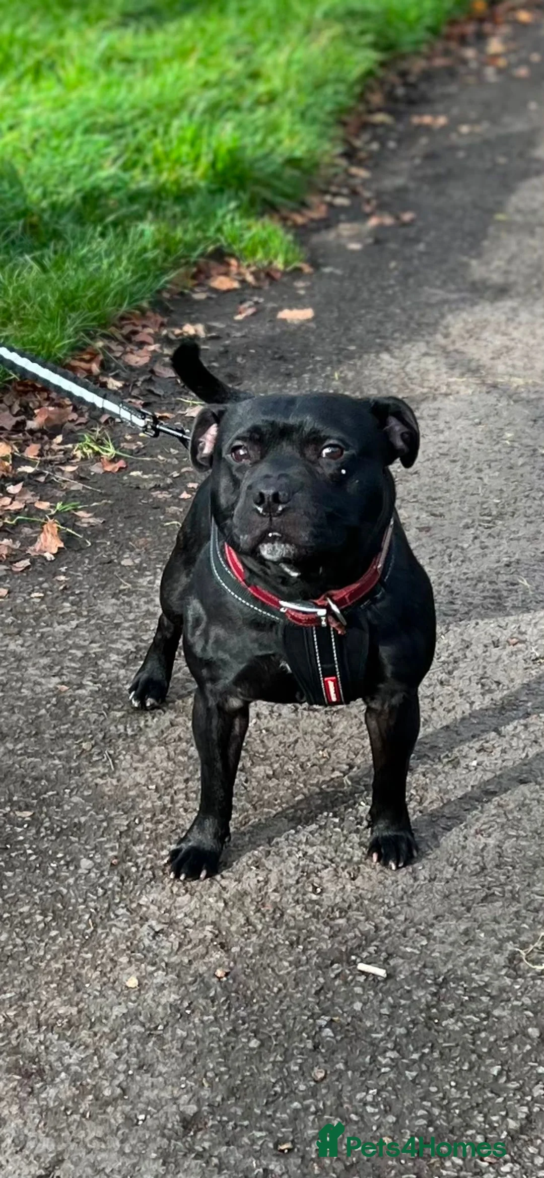 Staffordshire Bull Terrier dogs for stud: Staffordshire bull terrier for stud  - Advert 2