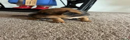 Jack Russell dogs for sale: Beautiful Jack Russell puppies  in Reading - Advert 10