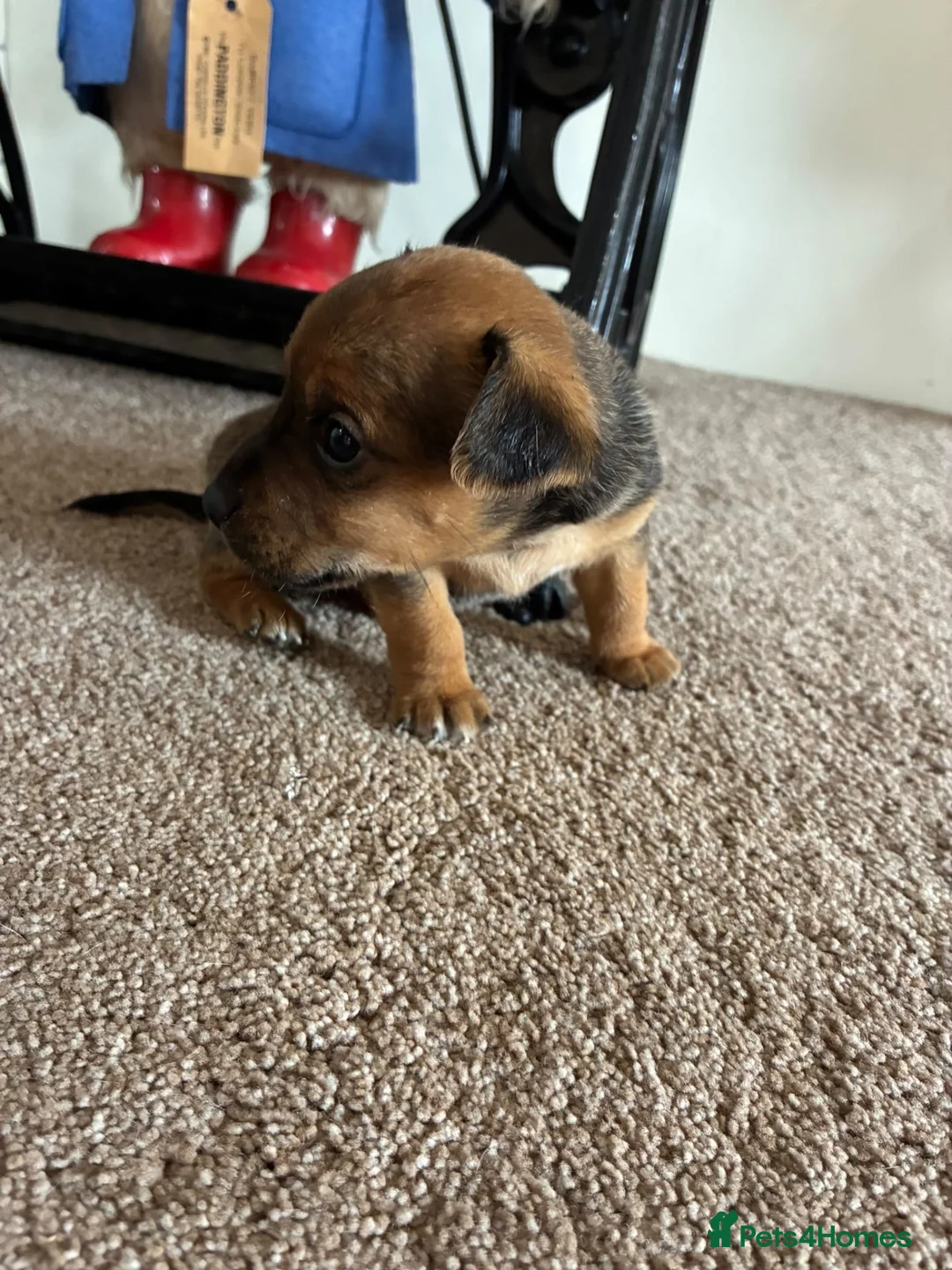 Jack Russell dogs for sale: Beautiful Jack Russell puppies  in Reading - Advert 10