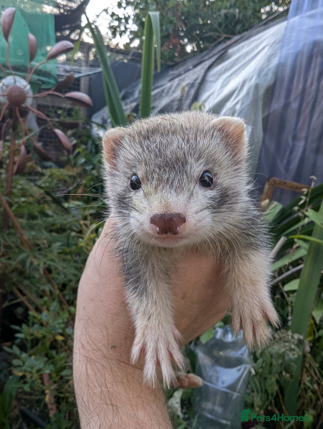 Ferret rodents for sale: Ferret kits - Image 4
