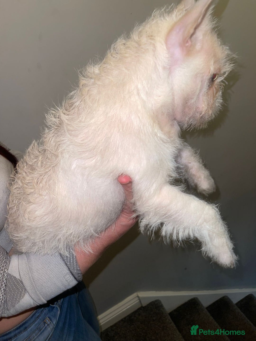 French Bulldog dogs for sale: Big Perm, fluffy and furnished frenchies  - Advert 7