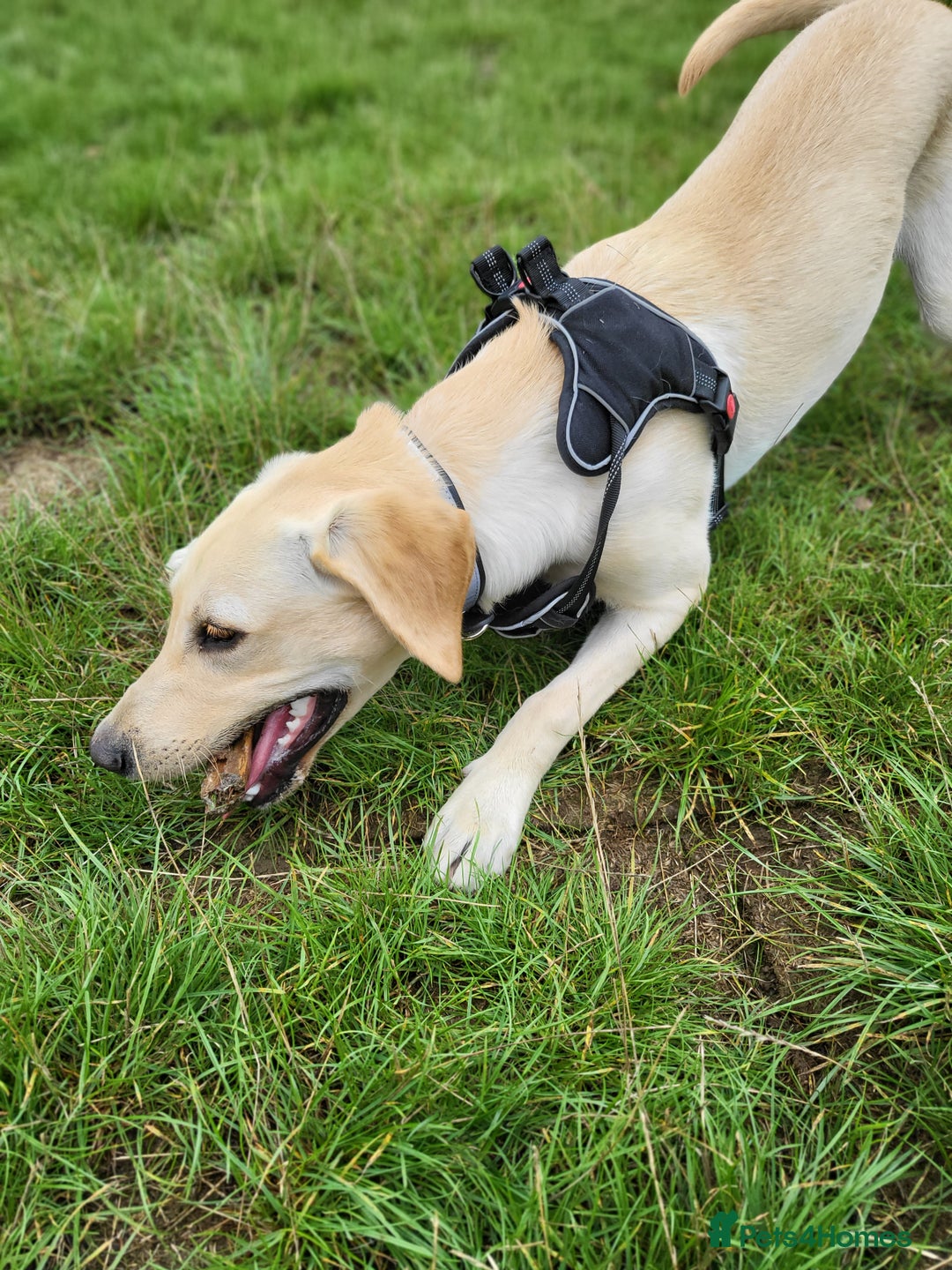 Labrador Retriever dogs for stud: Gold Labrador  - Image 2