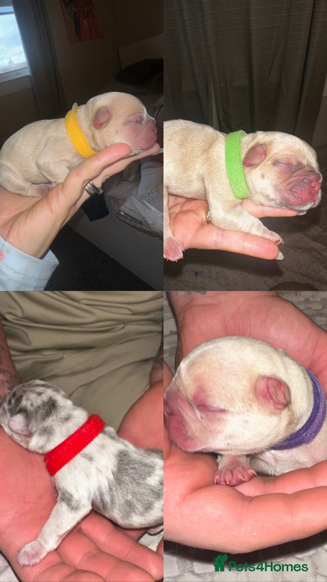 French Bulldog dogs for sale: DWKC French bulldog puppies - Advert 6