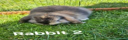 Mini Lop rabbits for sale: 🐰 Adorable Mini Lop Baby Rabbits Ready Soon 🐰 in Harwich - Advert 4
