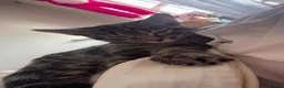 Mixed Breed cats for sale: male tabby cat - Advert 3