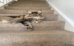 Maine Coon cats for sale: 5 year maincoon for rehoming  - Image 6