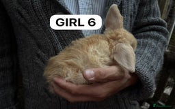 Mini Lop rabbits for sale: Friendly, Handled, Beautiful Baby Bunnies for Sale - Image 23