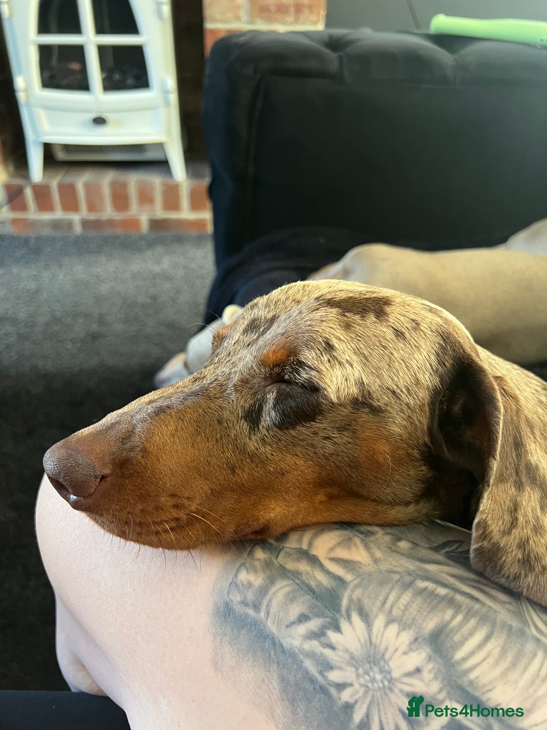 Miniature Dachshund dogs for sale: Miniature Dachshund Boy - Advert 3