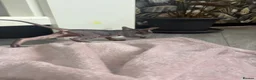 Sphynx cats for sale: Canadian sphynx kittens - Advert 14