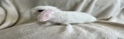 Mini Lop rabbits for sale: Mini Lops Ready to Leave now - Advert 7