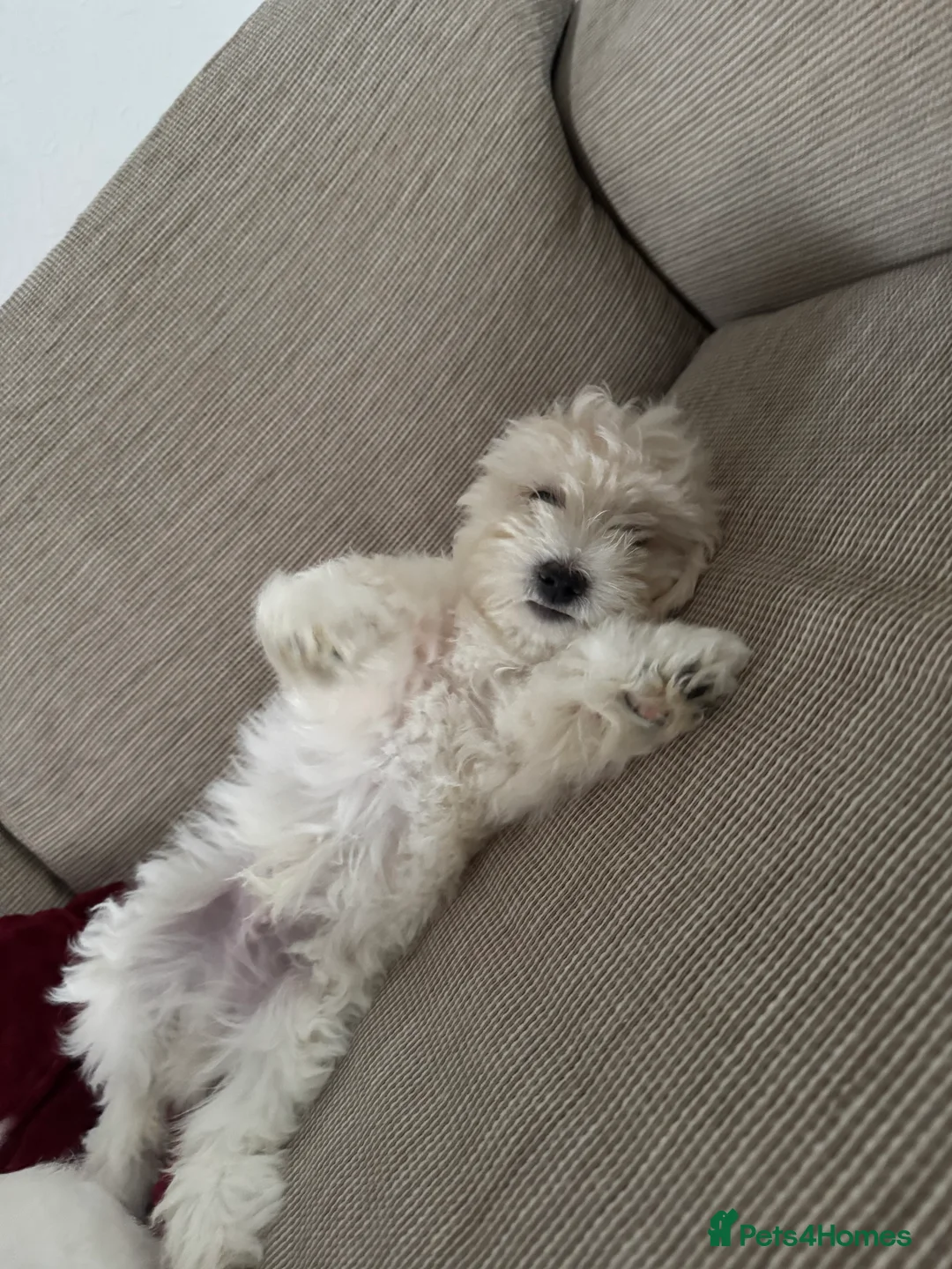 Maltese dogs for sale: Bichon maltese puppies mini toy 3 boys - Advert 8