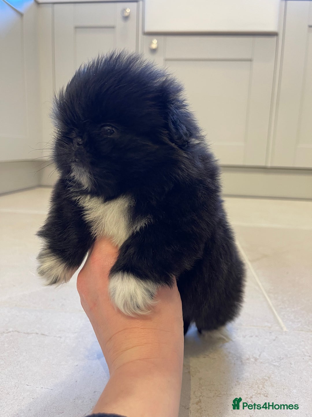 Pekingese dogs for sale: Gorgeous KC registered Pekingese Puppies  - Advert 14