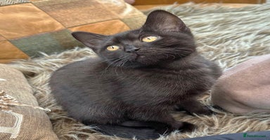British Shorthair cats - Advert 6